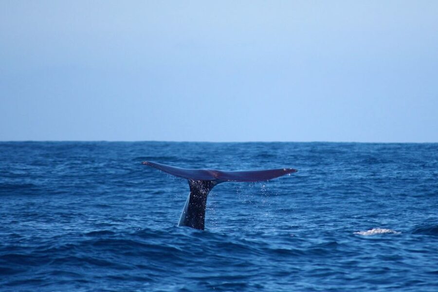 Madeira: Whale and Dolphin Watching Private Cruise - Leaving Calheta Marina on a private yacht