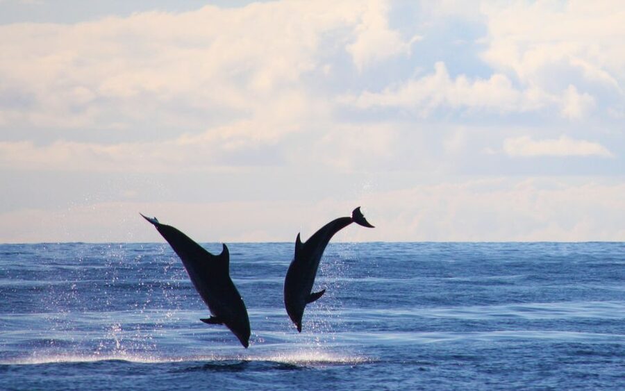 Madeira: Whale and Dolphin Watching Private Cruise - Swimming and snorkeling off the yacht