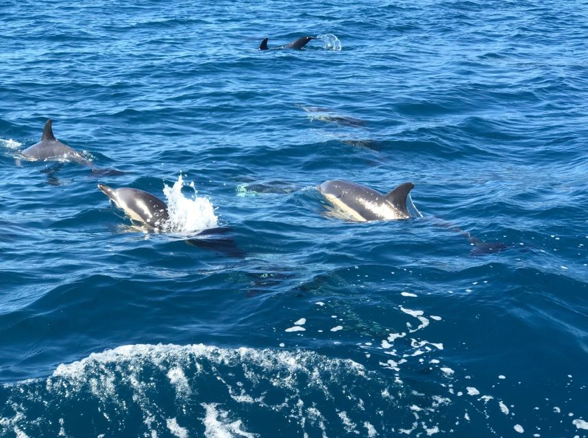 Madeira: Whale and Dolphin Watching Private Cruise - Price, comfort, and who gets the best value