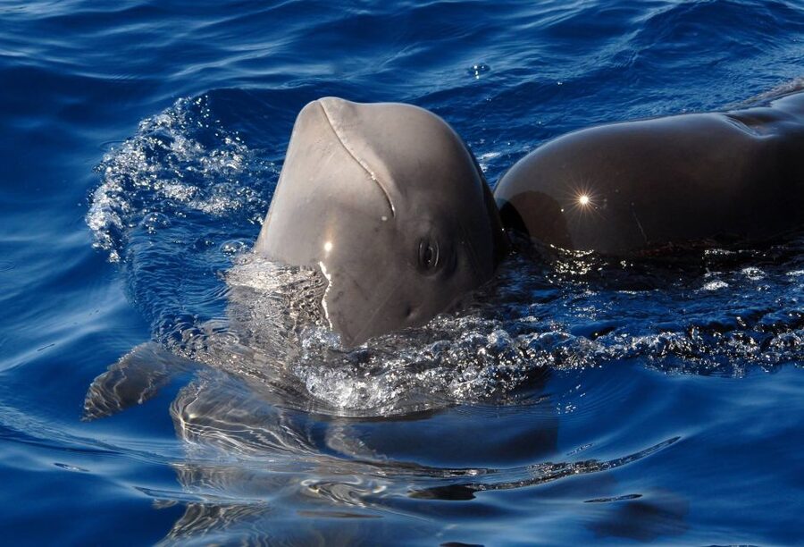 Madeira: Whale and Dolphin Watching Tour - Why this Madeira boat trip works