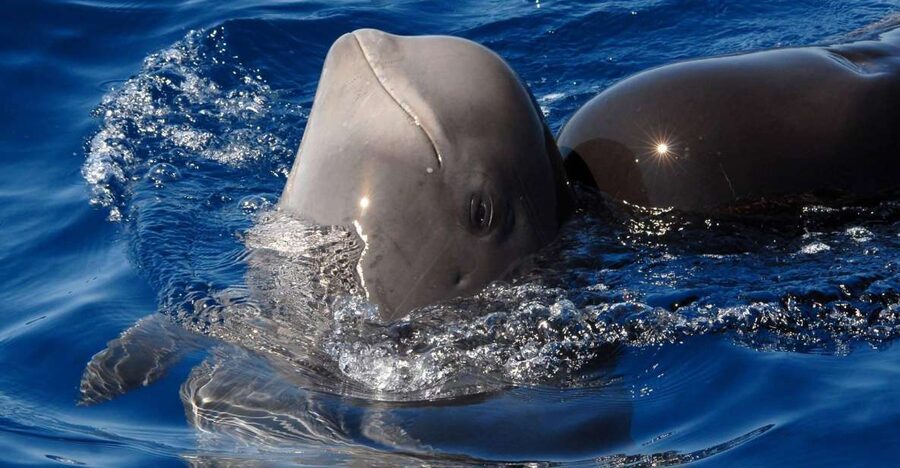 Madeira: Whale and Dolphin Watching Tour - Speeding toward Ponta de São Lourenço