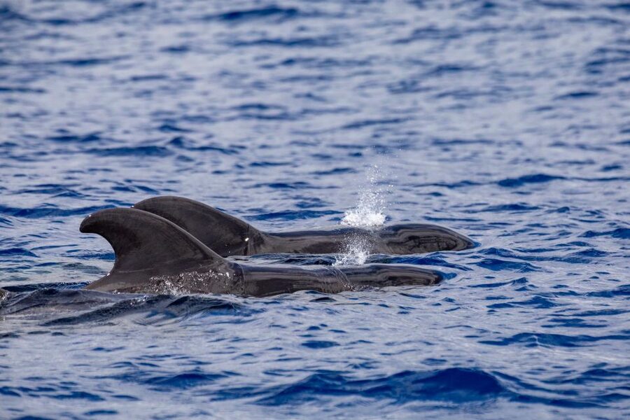 Madeira: Whale and Dolphin Watching Tour - Seabirds and Madeira’s unusual coastal rocks