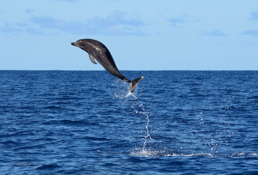 Madeira: Whale and Dolphin Watching Tour - How the $70 price compares