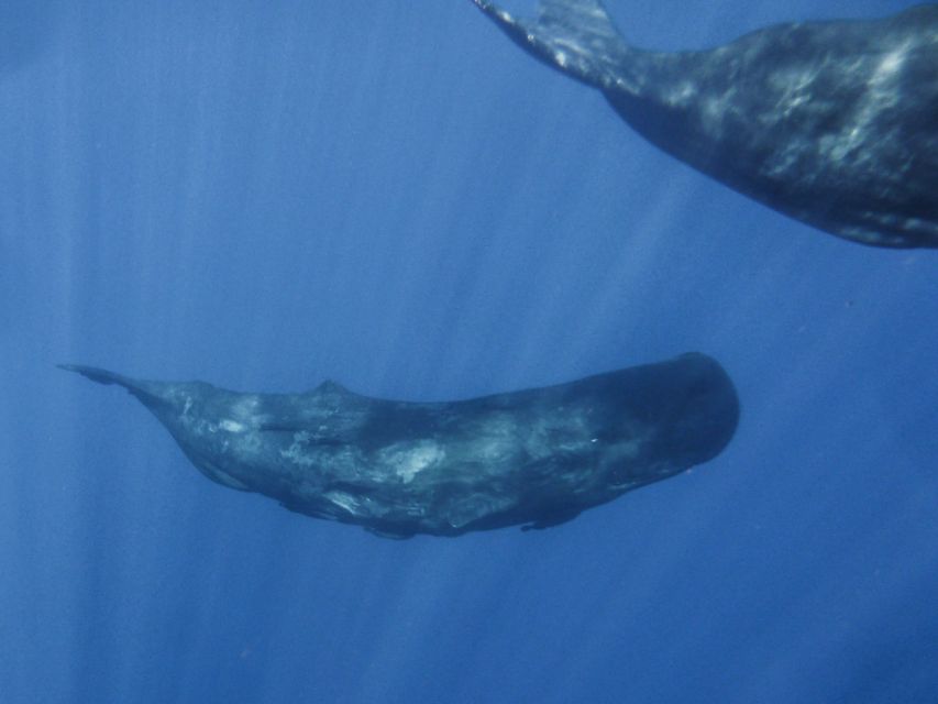 Madeira: Whale and Dolphin Watching Tour - Who should book this tour