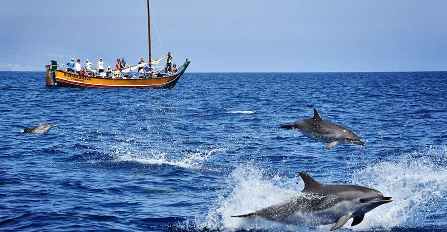 Madeira: Whale Watching Excursion in a Traditional Vessel - What the guides add to the experience