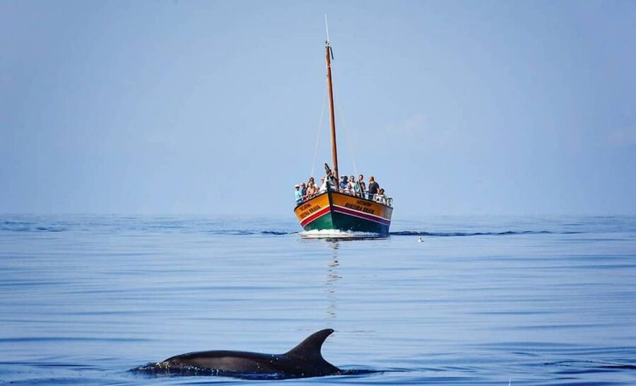 Madeira: Whale Watching Excursion in a Traditional Vessel - The wildlife moments you might remember