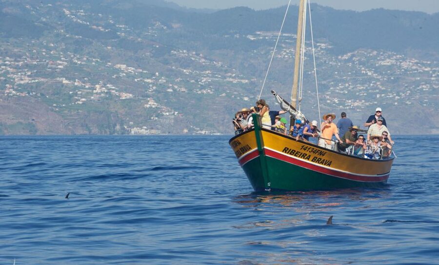 Madeira: Whale Watching Excursion in a Traditional Vessel - Madeira looks different from the water