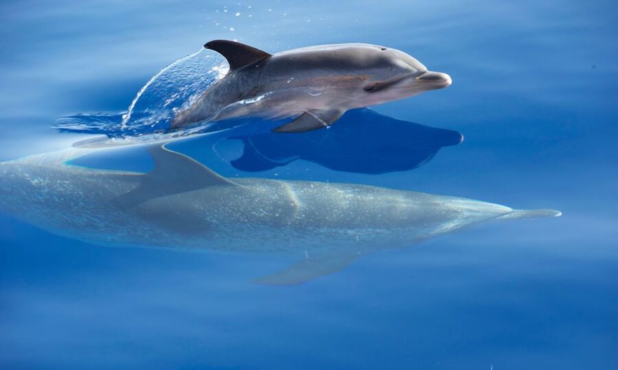 Madeira: Whale Watching Excursion in a Traditional Vessel - How the $53 price compares with the experience