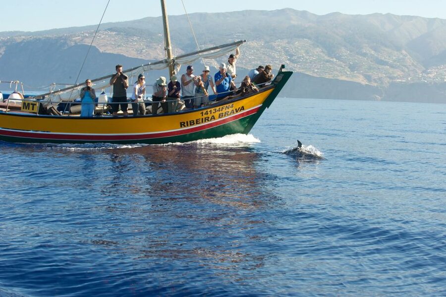 Madeira: Whale Watching Excursion in a Traditional Vessel - Who will enjoy the Ribeira Brava most