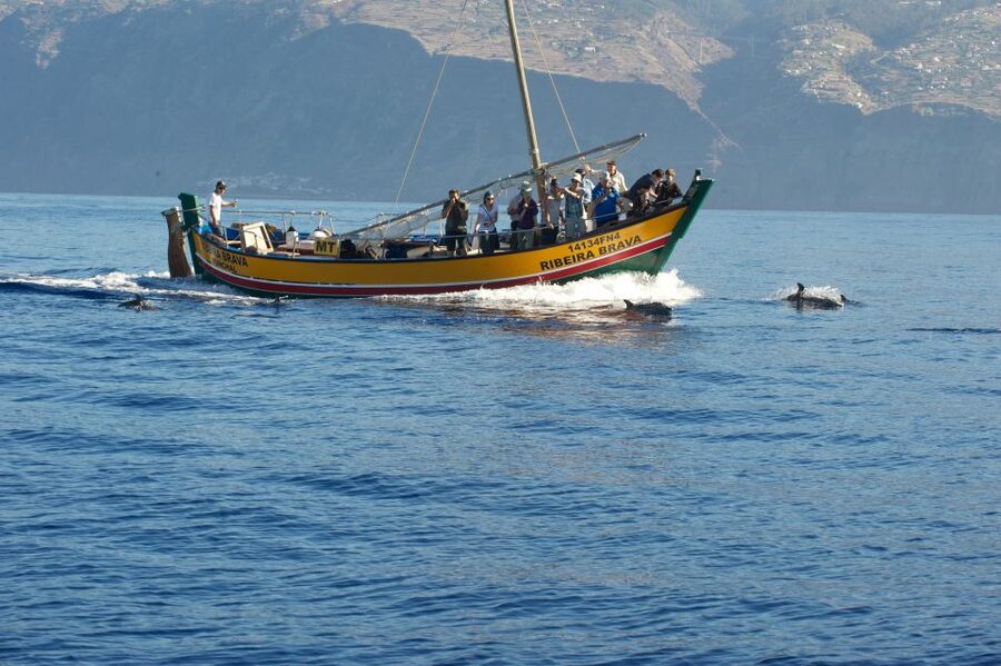 Madeira: Whale Watching Excursion in a Traditional Vessel - Practical planning before you book