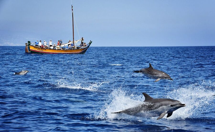 Madeira: Whale Watching Excursion in a Traditional Vessel - Searching the protected marine areas