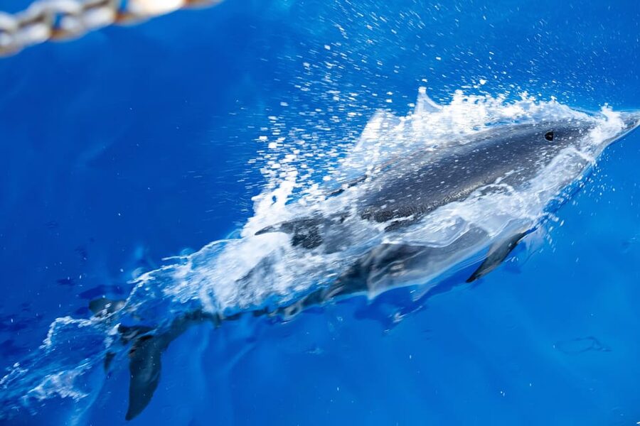 Madeira : Whales and Dolphins wooden boat excursion - Booking details worth knowing