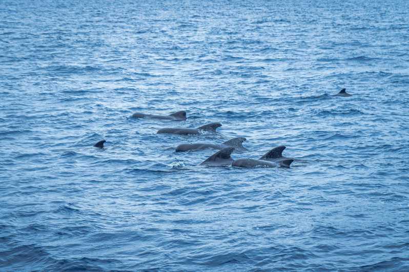 Madeira : Whales and Dolphins wooden boat excursion - Why this Funchal boat trip is about more than a quick dolphin sighting