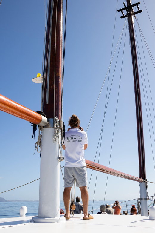 Madeira : Whales and Dolphins wooden boat excursion - What the three hours at sea feel like