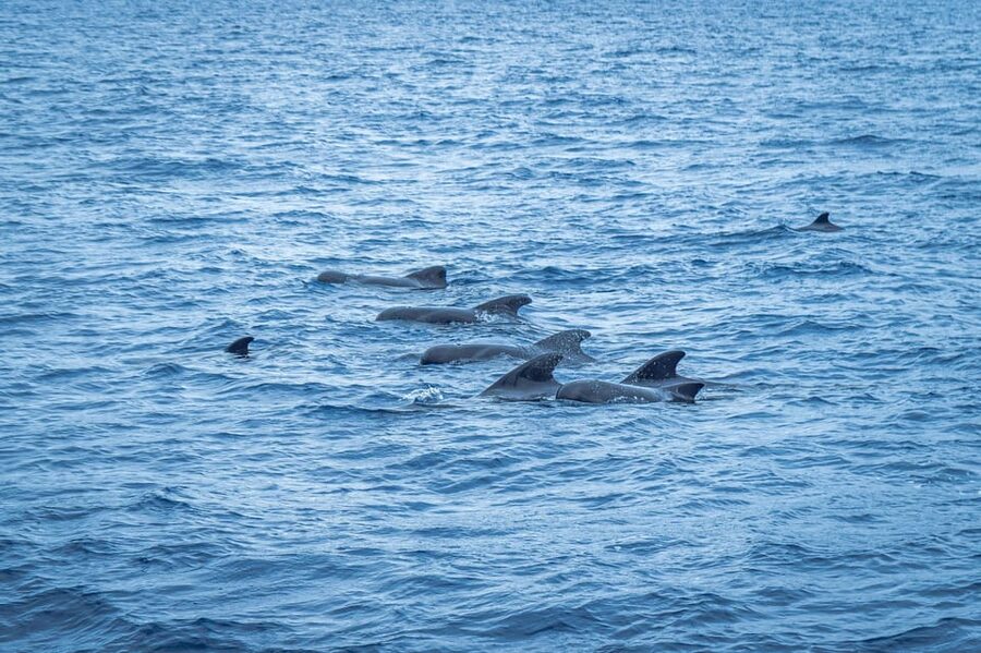 Madeira : Whales and Dolphins wooden boat excursion - Whale and dolphin watching in open water