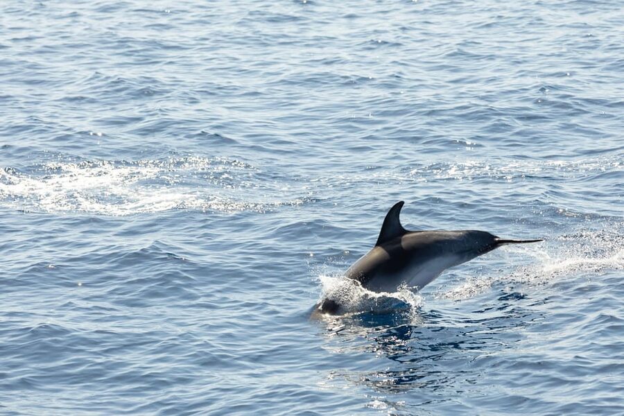 Madeira : Whales and Dolphins wooden boat excursion - What to bring for a comfortable ride