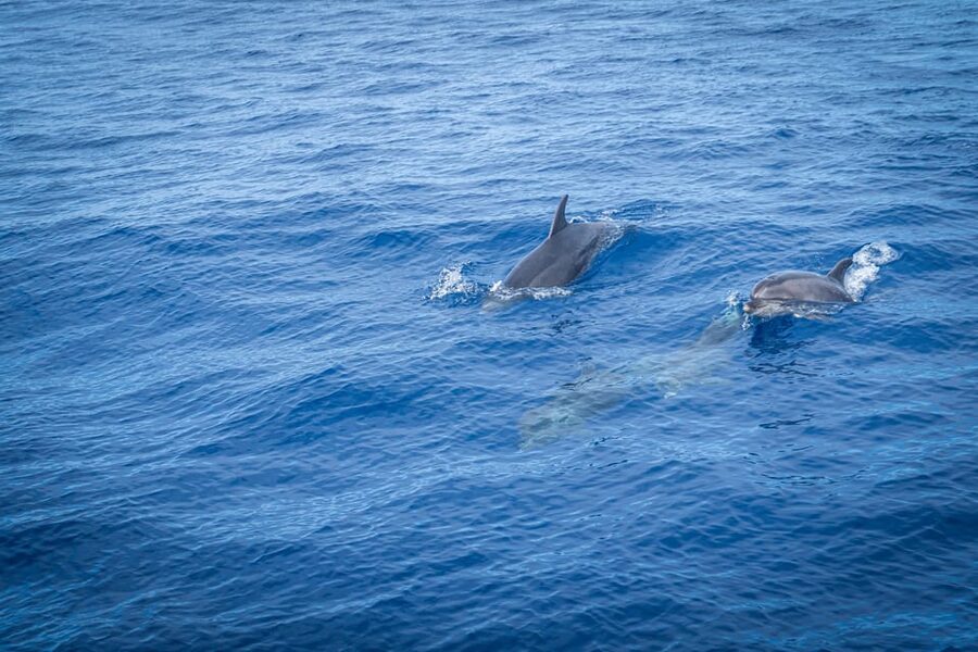 Madeira : Whales and Dolphins wooden boat excursion - Is $41 a good price for three hours?