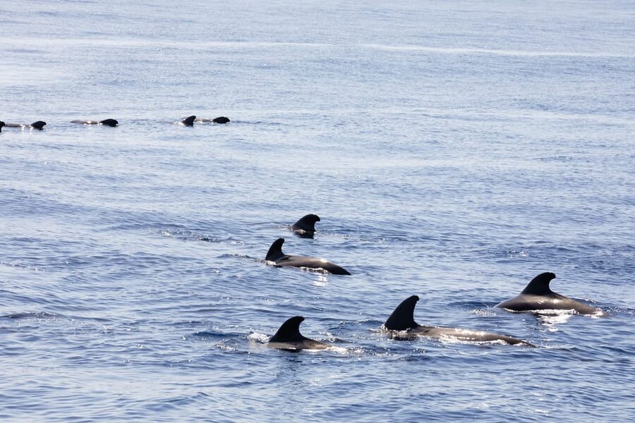 Madeira : Whales and Dolphins wooden boat excursion - Who will enjoy this Madeira excursion most?