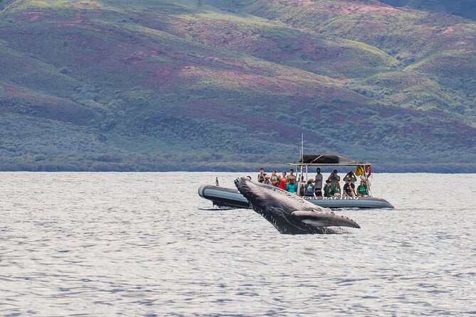 Maui Eco-Raft Tour: Eye-Level Whale or Dolphin Watching - Lahaina - Why a low raft changes whale watching