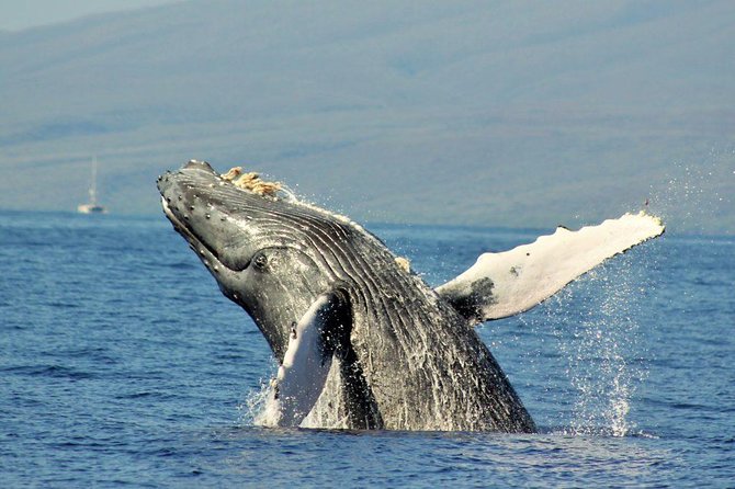 Maui Eco-Raft Tour: Eye-Level Whale or Dolphin Watching - Lahaina - The wet-boat reality, sun, spray, and seating