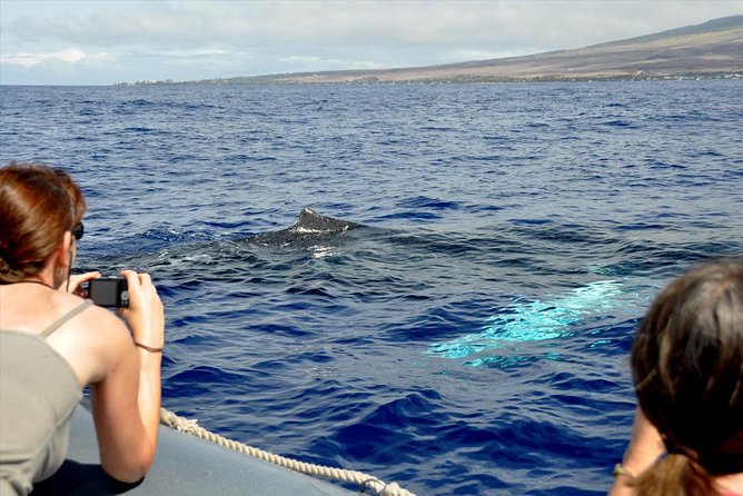 Maui Eco-Raft Tour: Eye-Level Whale or Dolphin Watching - Lahaina - How much value do you get for $85.16?