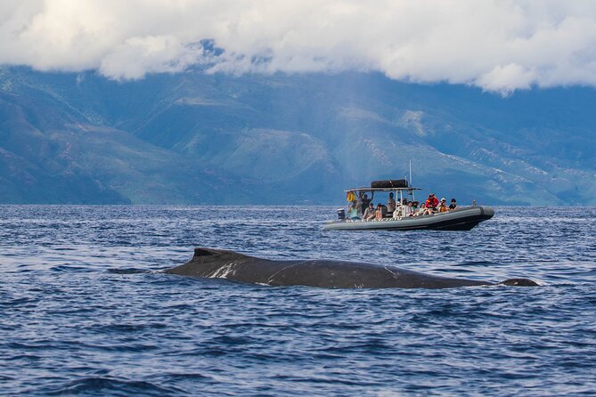 Maui Eco-Raft Tour: Eye-Level Whale or Dolphin Watching - Lahaina - Safety, age rules, and physical requirements