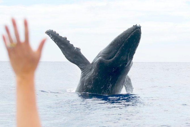 Maui Eco-Raft Tour: Eye-Level Whale or Dolphin Watching - Lahaina - How to prepare for the best possible trip