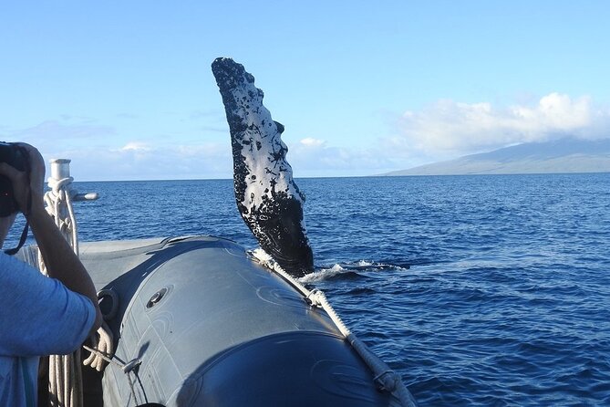 Maui Eco-Raft Tour: Eye-Level Whale or Dolphin Watching - Lahaina - Who will enjoy this Lahaina raft tour most?