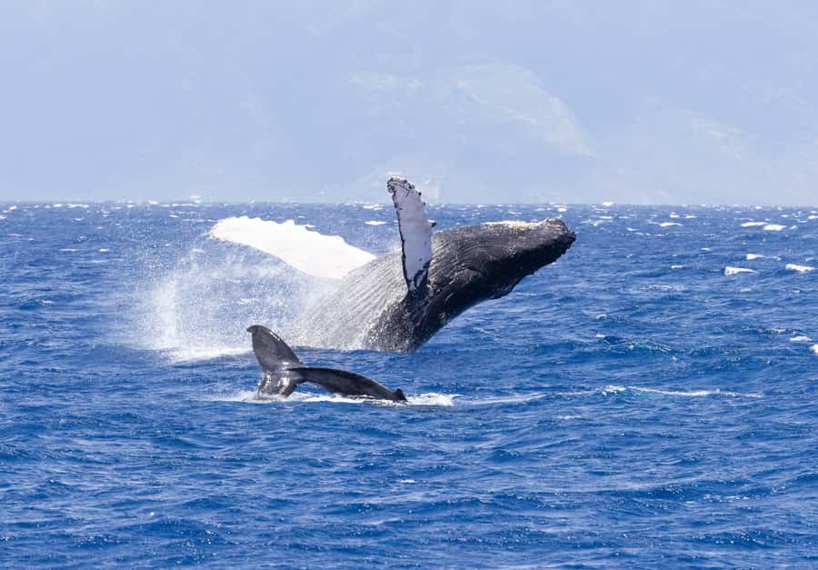 Maui: Ka'anapali Whale Watching Cruise on Luxury Sailboat - Why the Kaanapali departure matters