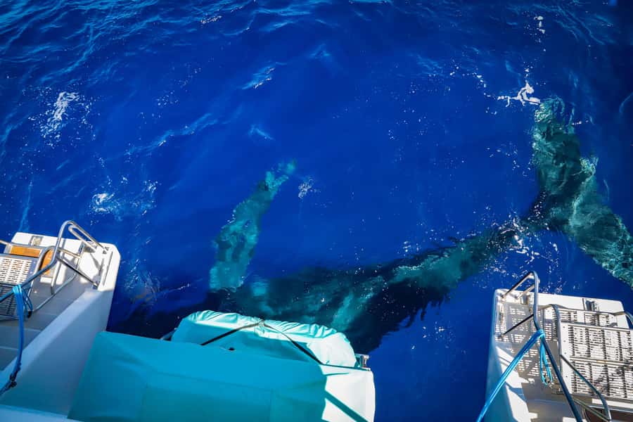 Maui: Ka'anapali Whale Watching Cruise on Luxury Sailboat - What the two-hour cruise feels like