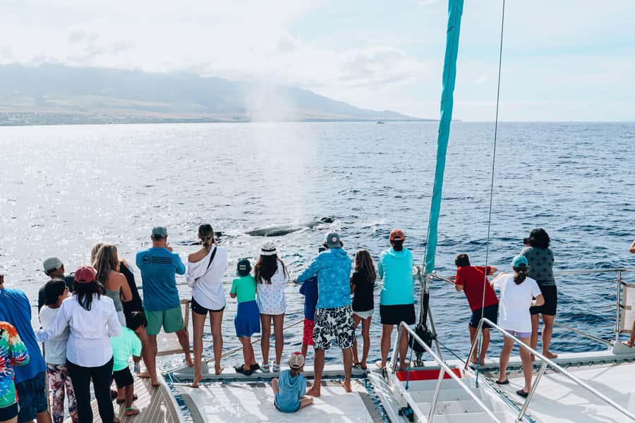 Maui: Ka'anapali Whale Watching Cruise on Luxury Sailboat - Should you book it?