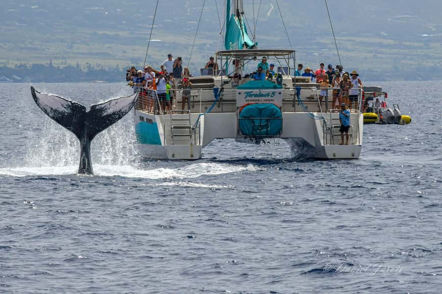 Maui: Ka'anapali Whale Watching Cruise on Luxury Sailboat - Hearing the whales with the underwater hydrophone