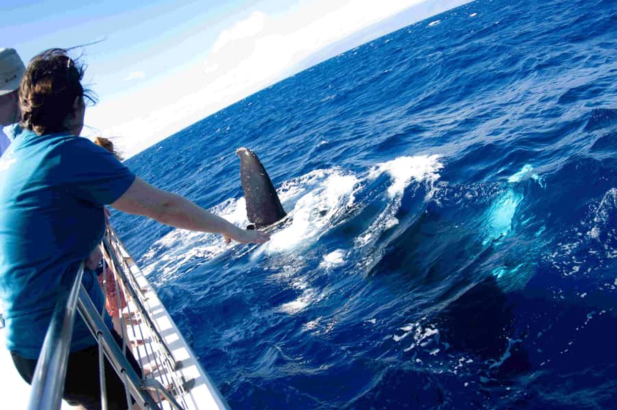 Maui: Kaanapali Whale Watching Boat with Open Bar and Food - Key points to know before you book
