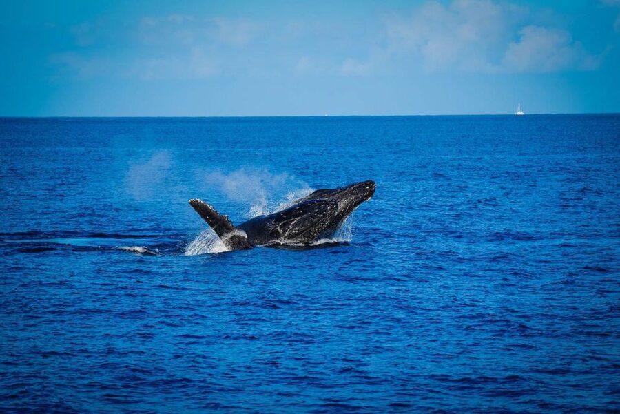 Maui: Luxury Catamaran Whale Watch & Sail - Why Maui’s winter whale season matters