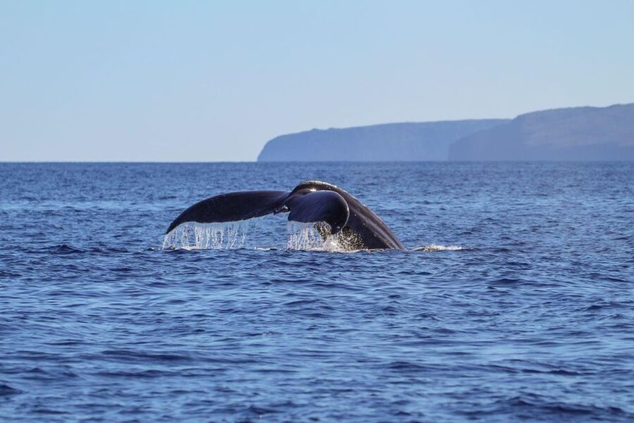 Maui: Luxury Catamaran Whale Watch & Sail - Watching breaches, tail slaps, and surface activity