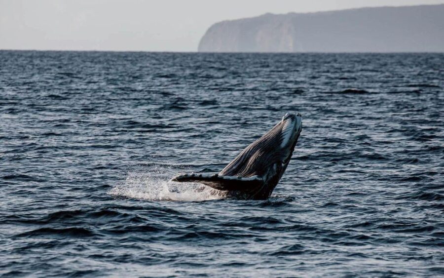 Maui: Luxury Catamaran Whale Watch & Sail - Hearing real whale songs through the hydrophone