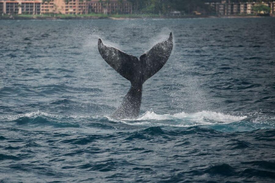 Maui: Luxury Catamaran Whale Watch & Sail - The 65-foot catamaran and onboard comfort