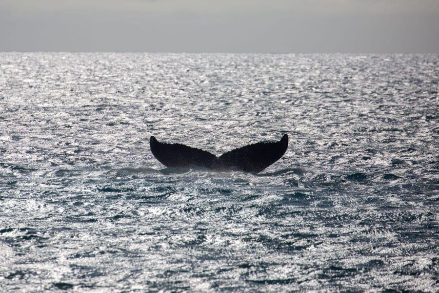 Maui: Luxury Catamaran Whale Watch & Sail - Local bites and the Maui Brewing Co. open bar