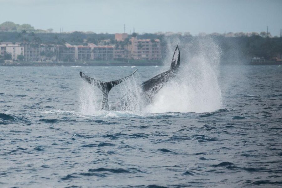 Maui: Luxury Catamaran Whale Watch & Sail - What the $119 price includes