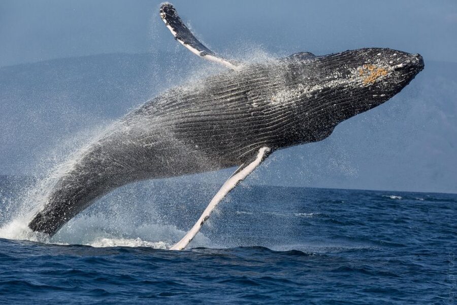 Maui: Morning Sail with the Whales Ma'alaea - Breakfast flavors and an open bar