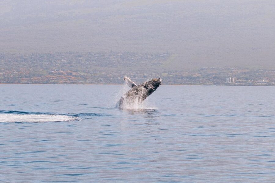 Maui: Morning Sail with the Whales Ma'alaea - Who will enjoy this Maui sailing trip