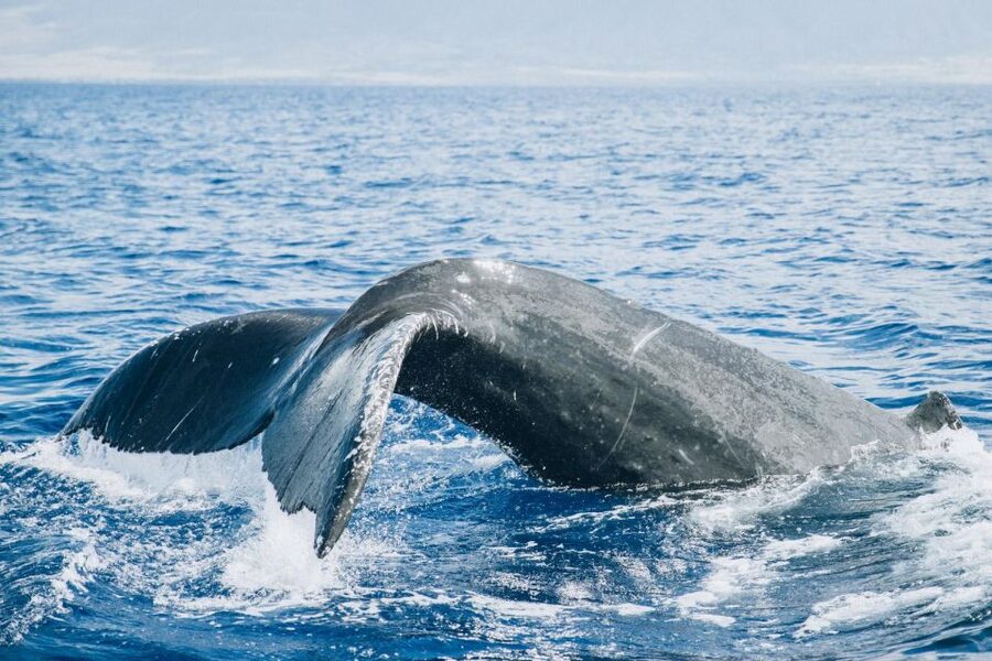 Maui: Morning Sail with the Whales Ma'alaea - Is $81 a fair price?