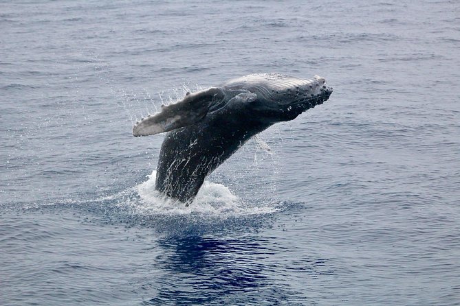 Maui Premium Sunset Dinner Cruise & Whale Watch - Setting out from Maalaea Harbor