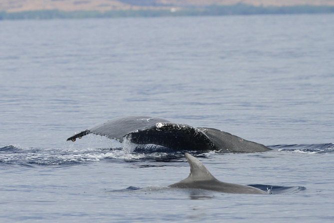 Maui Premium Sunset Dinner Cruise & Whale Watch - Comfort, motion, and the small details