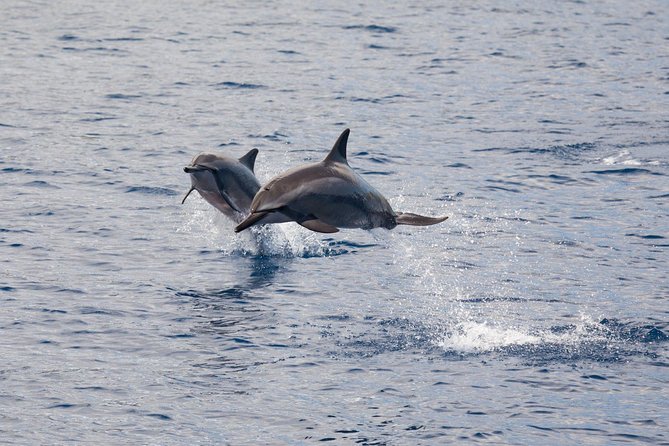 Maui Premium Sunset Dinner Cruise & Whale Watch - Price, booking rhythm, and cancellation