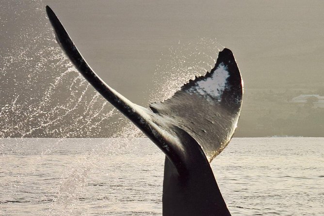 Maui Premium Sunset Dinner Cruise & Whale Watch - Whale watching with a naturalist on board