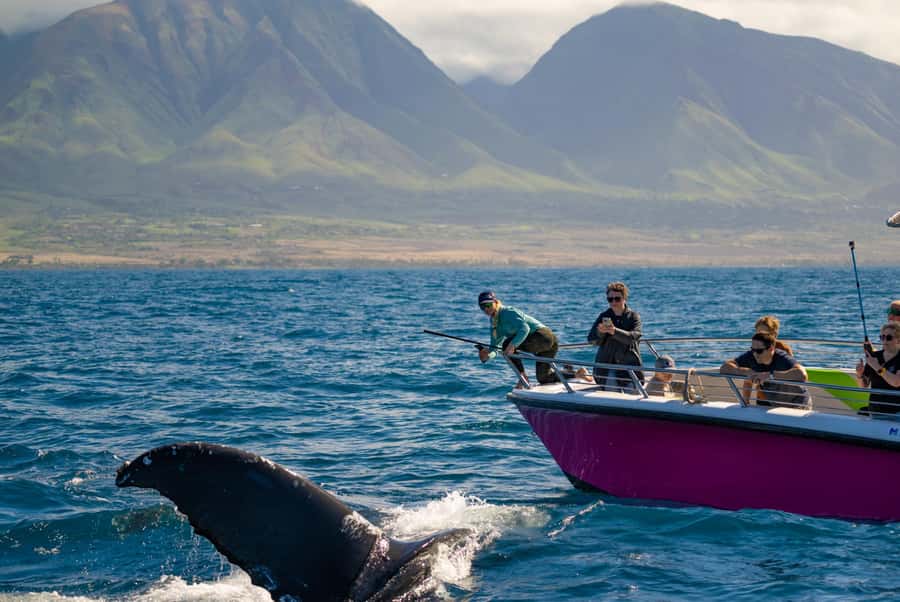 Maui: Sunrise Whale Watch - Key points to know before you book