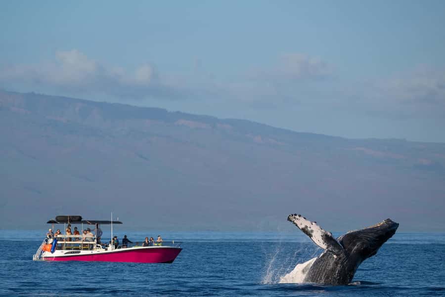 Maui: Sunrise Whale Watch - Why an early morning whale watch works well