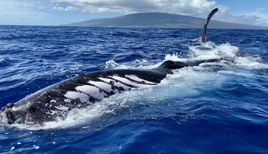 Maui: Sunrise Whale Watch - A quick boat with room to watch