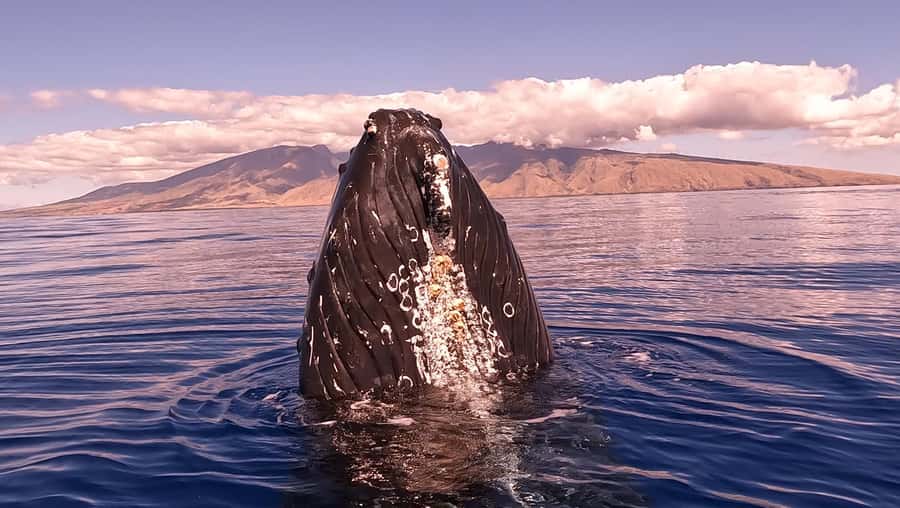 Maui: Sunrise Whale Watch - What the $73 price means